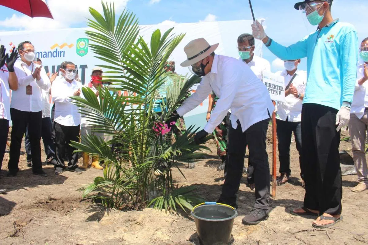 BPDPKS telah menyalurkan anggaran Rp 1,98 triliun untuk remajakan kebun sawit rakyat