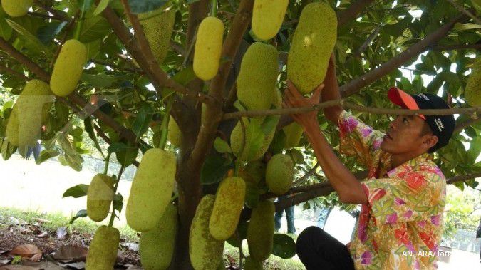 Manfaat buah cempedak