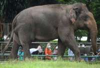 35 Ucapan Hari Hak Asasi Binatang 2025, Inspiratif untuk Caption