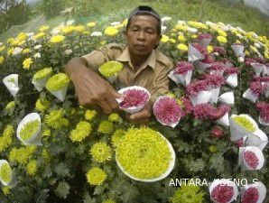 Bunga krisan kian mekar menjelang akhir tahun (1) 