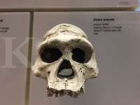 Akhirnya! Belanda Pulangkan Fosil Manusia Jawa dan 28.000 Koleksi Lain ke Indonesia