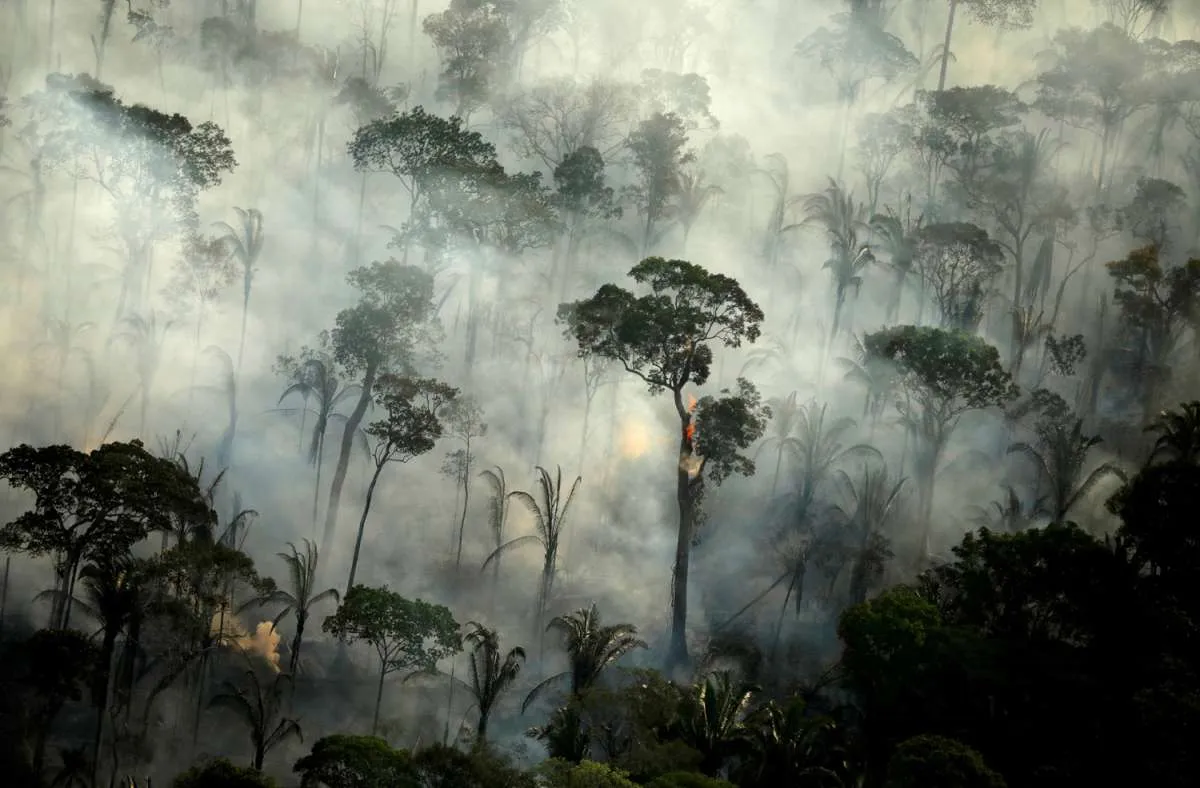Setiap Menit Hutan yang Hilang Seluas 10 Lapangan Bola: Brasil Tertinggi, Indonesia?