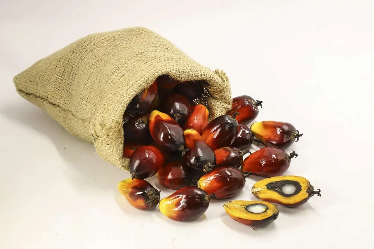 Gapki perkirakan harga CPO tahun ini US$ 850-US$ 900 per ton