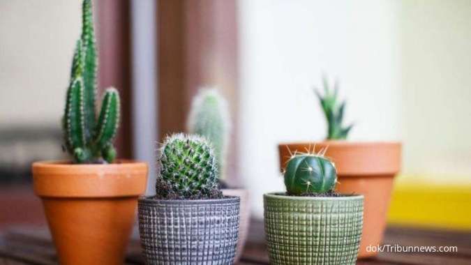 Jenis Kaktus Populer yang Mudah Ditanam, Ada Indoor dan Outdoor