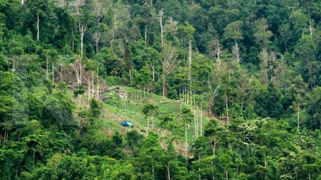 Rehabilitasi hutan dan lahan, KLHK targetkan penanaman seluas 48.875 hektar