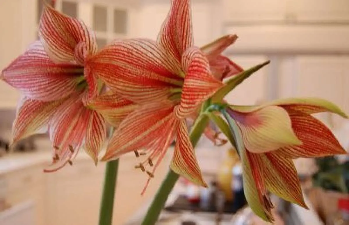 5 Rekomendasi Bunga untuk Kado Paskah, Bisa Sekaligus Jadi Dekorasi Ruangan