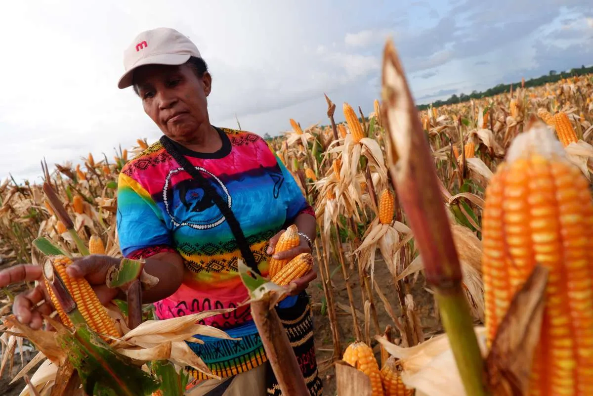 Bulog: Serapan Jagung Petani Baru Mencapai 18.000 Ton