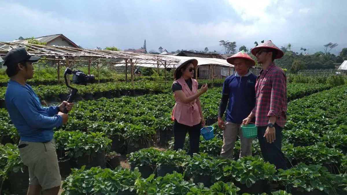 Di Lumbung Stroberi Batu, berwisata sambil petik stroberi 