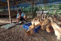 Ternak Bebek Petelur vs Bebek Pedaging, Mana yang Cocok untuk Pemula?