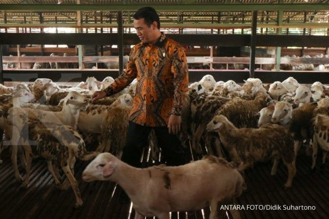 Indonesia mengekspor 60.000 ekor domba ke Malaysia