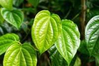  Limbah Daun Sirih Bisa Menjadi Pakan untuk Ikan Langka Ini