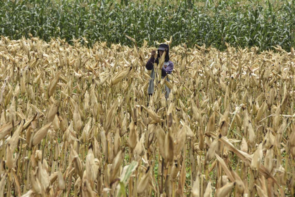 Target Pemerintah Bisa Swasembada Jagung di 2023