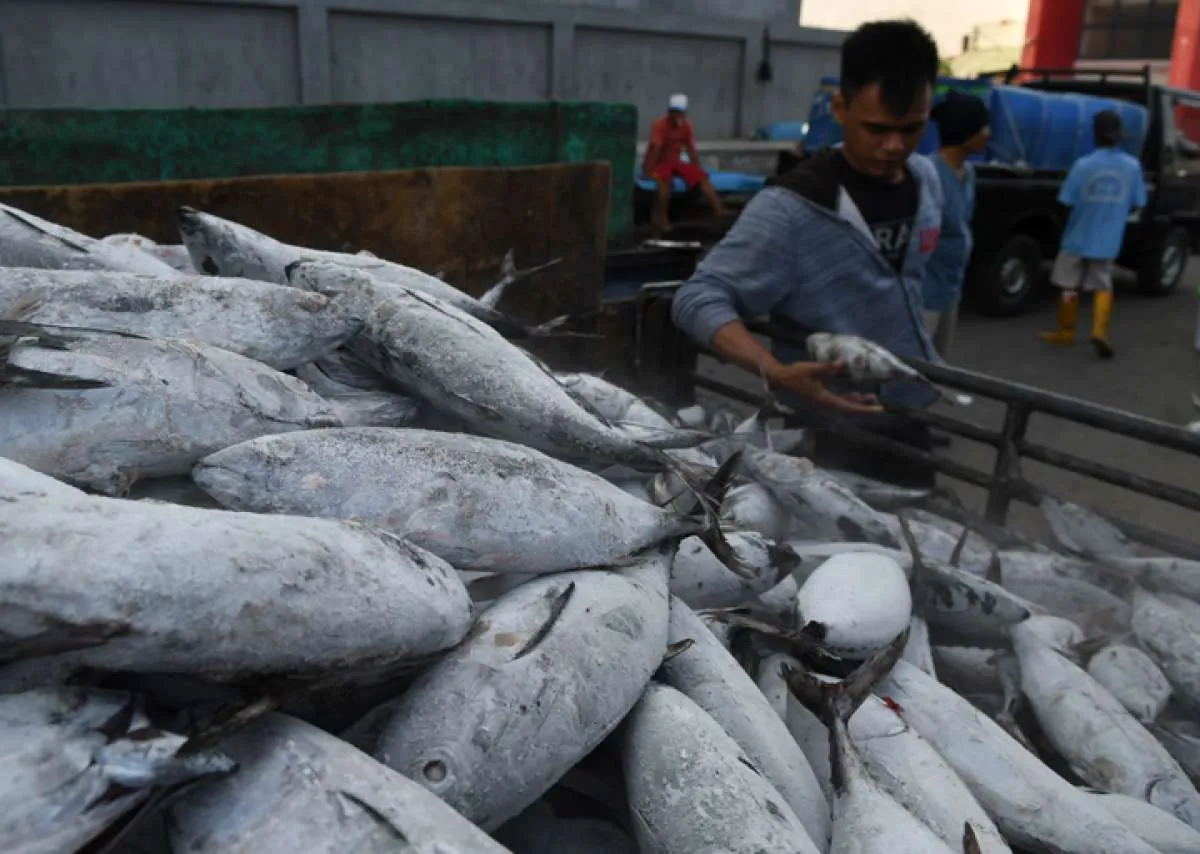 Perindo Dorong Peningkatan Serapan Ikan dari Para Nelayan