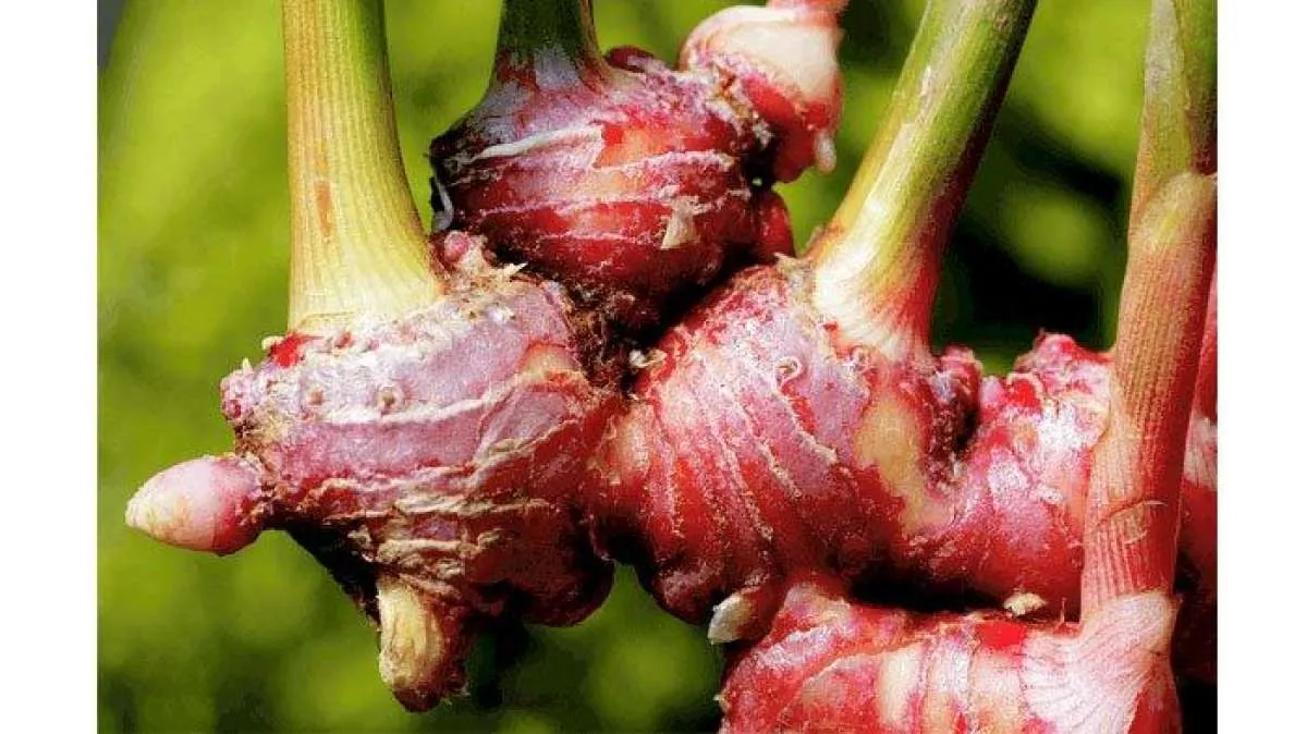 Cek 6 Manfaat Jahe Merah Untuk Kesehatan Tubuh, Jangan Lewatkan! 
