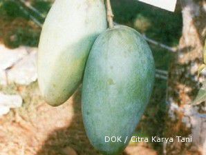 Mangga kio jay: Untung besar dari mangga harum manis raksasa (1)