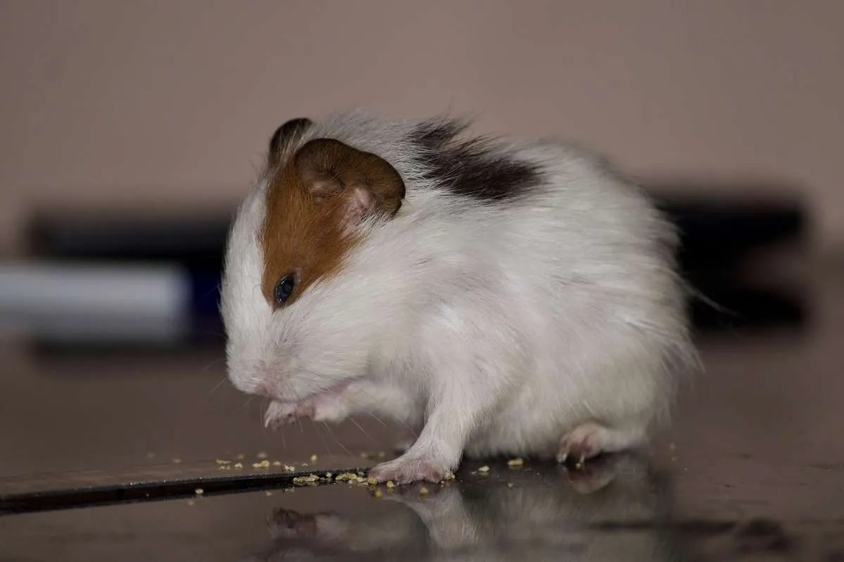 Dugaan Penularan Covid-19 dari Hewan ke Manusia, Hong Kong Musnahkan 2.000 Hamster
