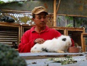 Sentra kelinci Lembang: Musim hujan sulit cari rumput kering (2)