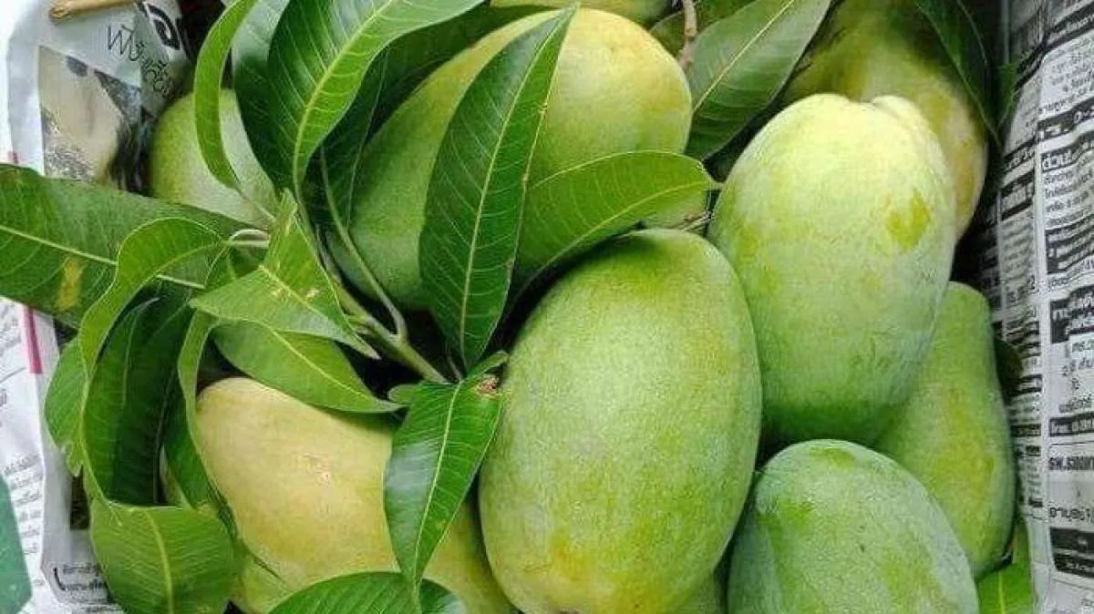 Selain Mengatasi Diabetes, Ini 5 Manfaat Daun Mangga untuk Kesehatan 