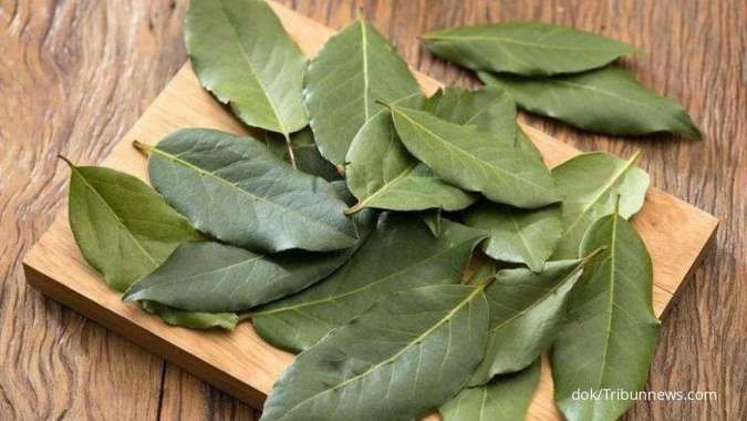 Manfaat daun salam untuk kesehatan