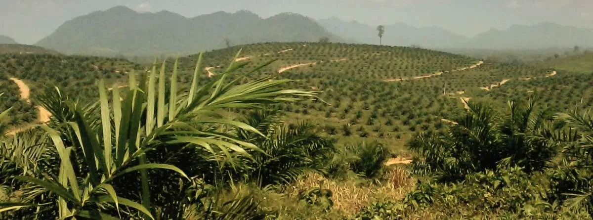 Multi Agro Gemilang Plantation (MAGP) bidik utilisasi PKS di atas 70% pada tahun ini