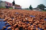 Petani Maluku gembira harga cokelat Rp 34.000/kg