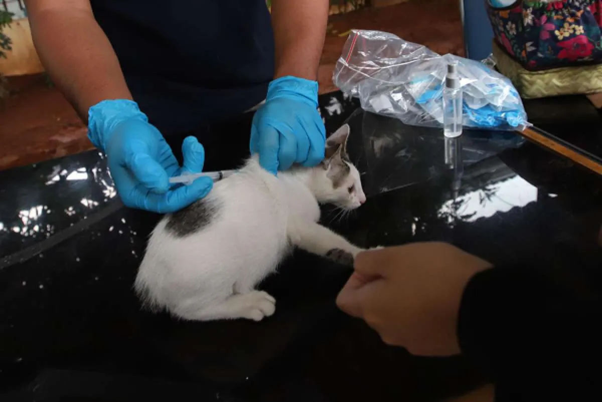 Pecinta Kucing Wajib Tahu, Berikut Ciri-Ciri Kucing Rabies