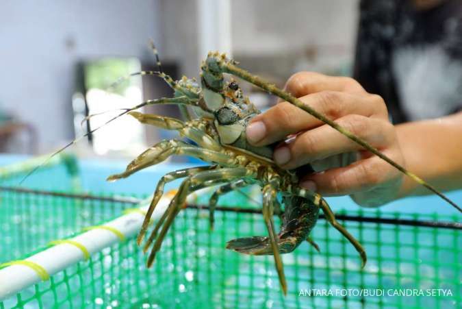 KKP: Sudah Ada 5 Investor Asing yang akan Menjalin Kerja Sama Budidaya Lobster