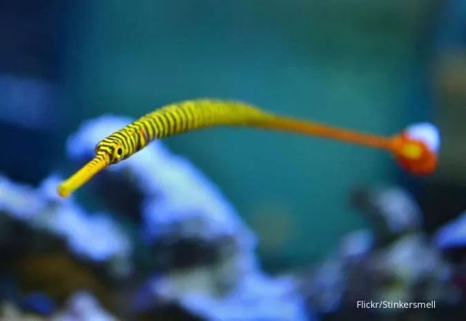 Pipefish Multibanded Kuning