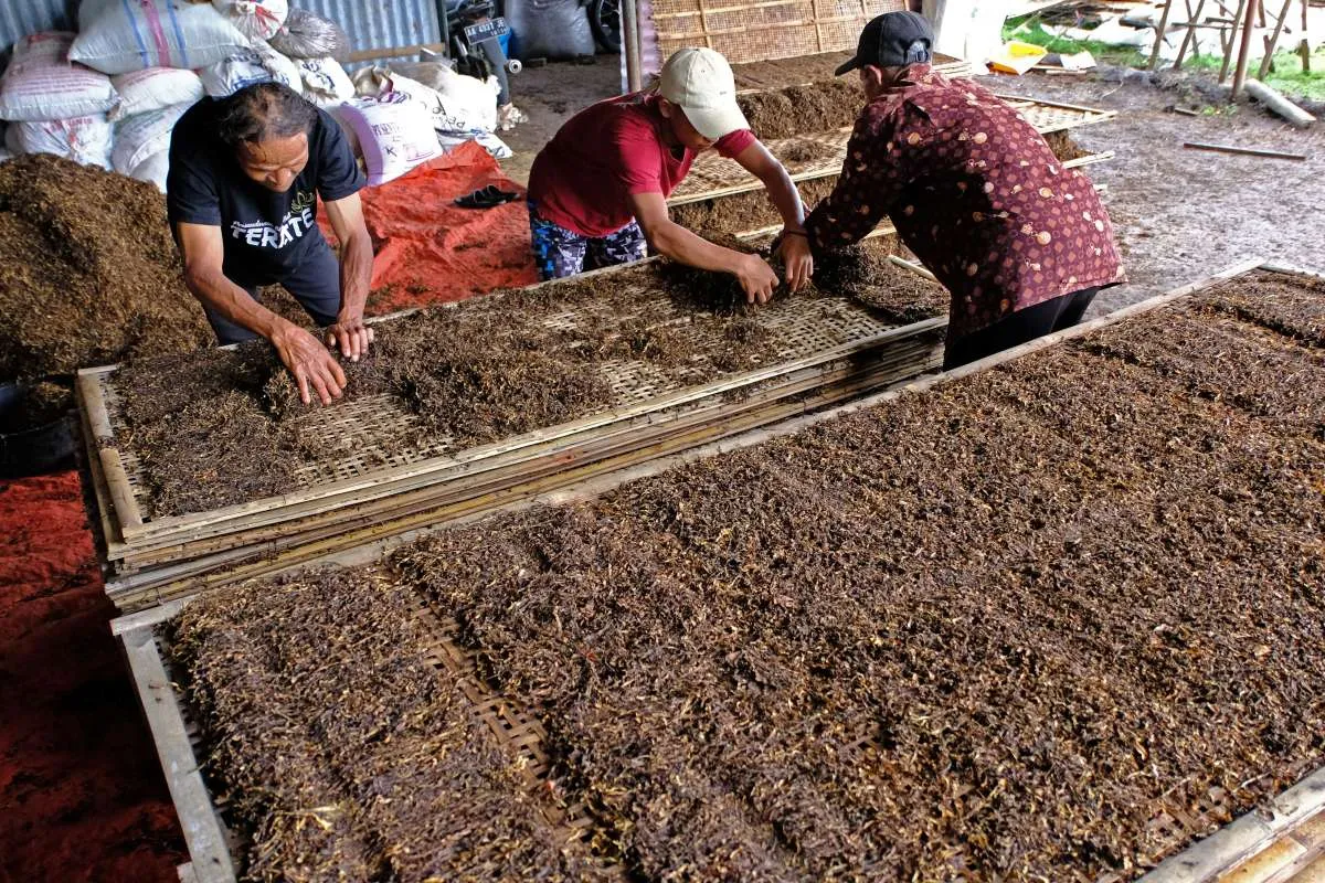 Perlindungan Hukum Terhadap Petani Tembakau Masih Minim
