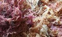 Asia Sejahtera Mina (AGAR) Exports Up to 22,000 Tons of Seaweed per Year