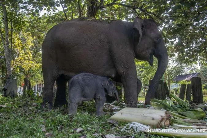 Anak gajah sumatera lahir di TN Tesso Nilo