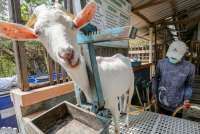 Tips Memilih Bibit Kambing yang Bagus Sebelum Mulai Beternak, Pemula Wajib Tahu