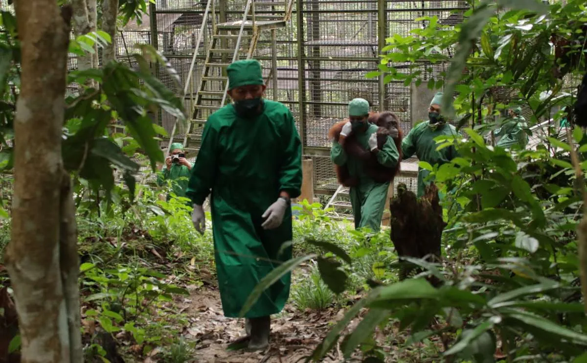 Jaga Keanekaragaman Hayati Indonesia, BCA Berpartsipasi Pelepasliaran 5 Orang Utan