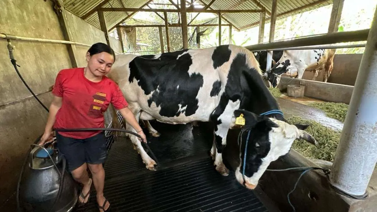 Indonesia Plans to Import 1 Mln Dairy Cows Over 2025-2028 ​