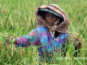 Kejar surplus beras, Kementerian Pertanian peroleh dana tambahan Rp 2 triliun