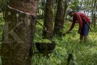 EUDR Akan Berlaku 2025, Sejumlah Emiten Tak Bisa Memasok Karet ke Pasar Eropa