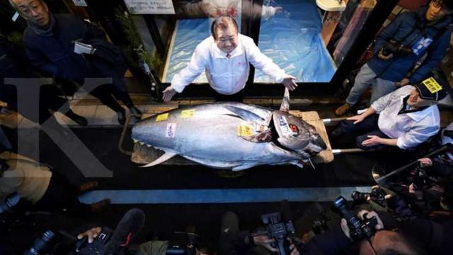 Mammoth 525lb bluefin tuna reels in a whopping $800,000 after being snapped  up by sushi chain at Tokyo auction