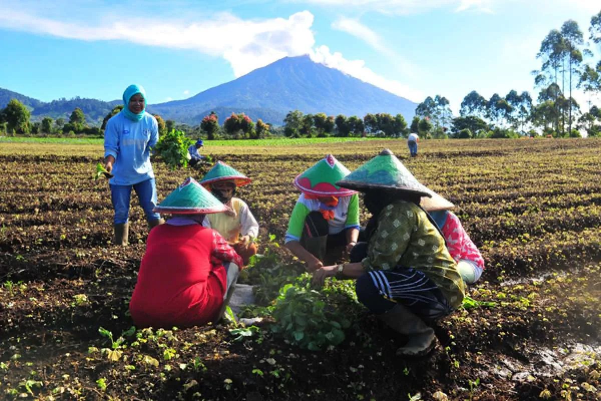 BPS: Upah nominal buruh tani naik tipis 0,14% pada Mei 2020