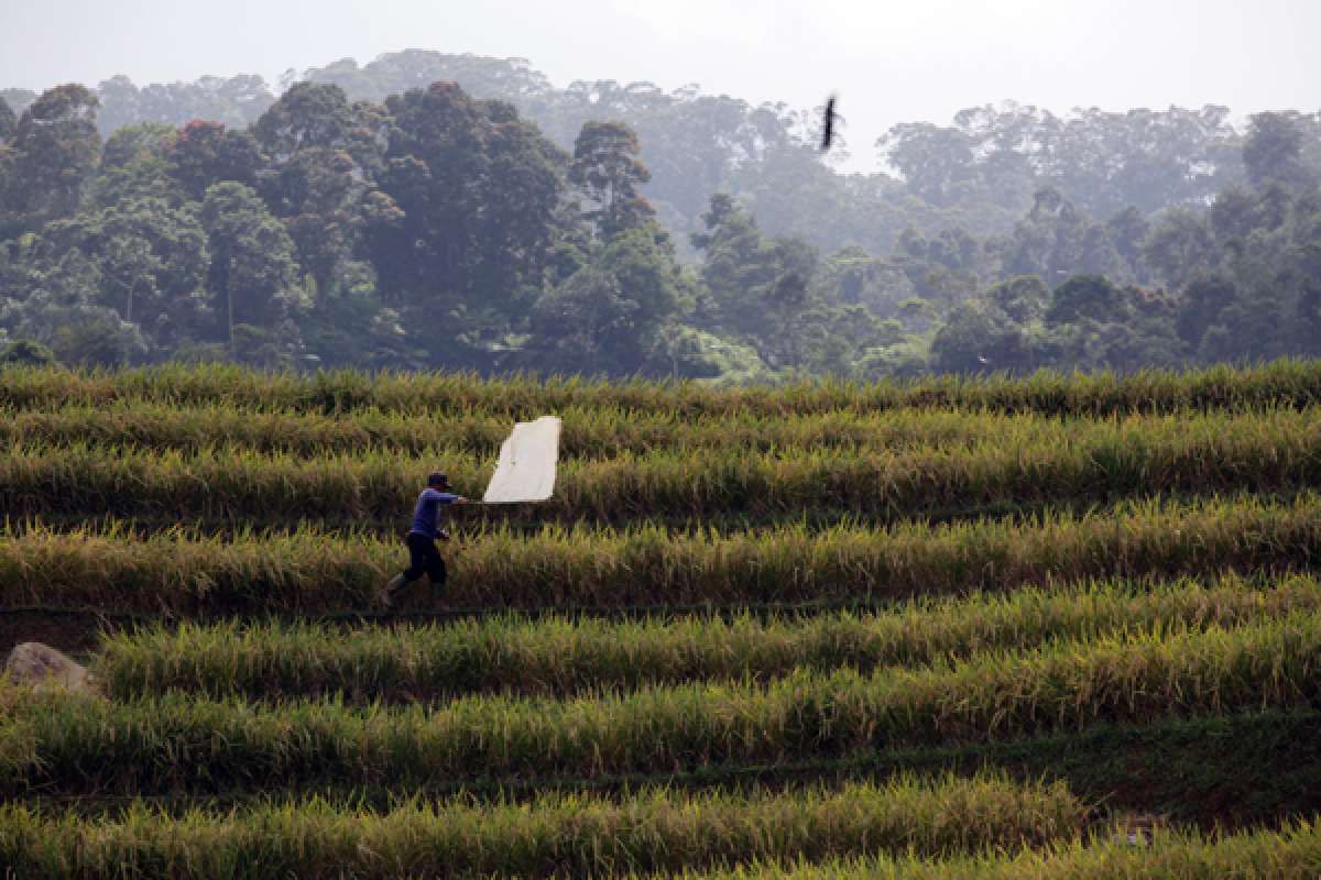 Awas, Hujan Berlebihan Akan Hambat Pasokan Beras