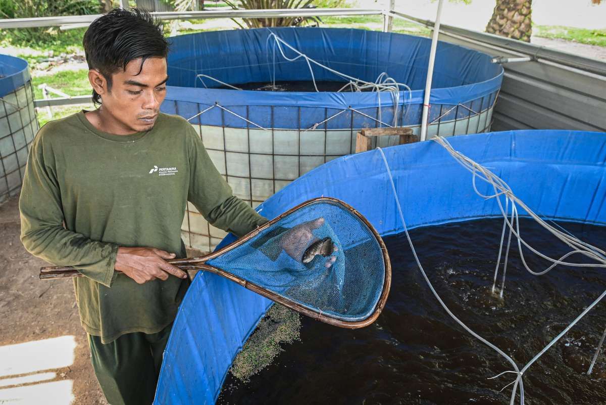 Pertamina Internasional Unit Dumai Bina Budi Daya Ikan Nila Salin