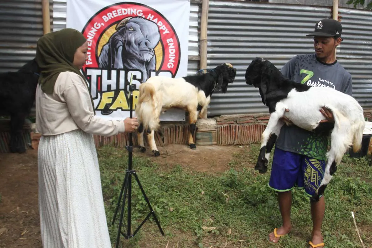 Tak Sempat Beli? Cek Harga Kambing dan Sapi Kurban Online yang Bisa Diantar ke Rumah