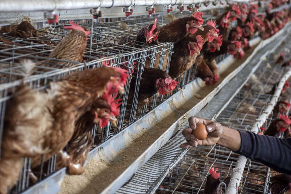 Pemulihan Harga dan Permintaan Bikin Prospek Emiten Poultry Kembali Menarik