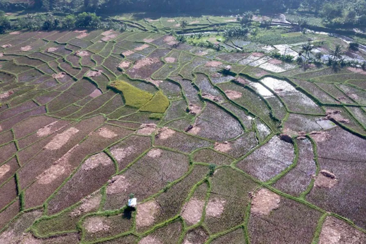 Bappenas usul lahan baku sawah dijadikan wakaf untuk cegah alih fungsi lahan