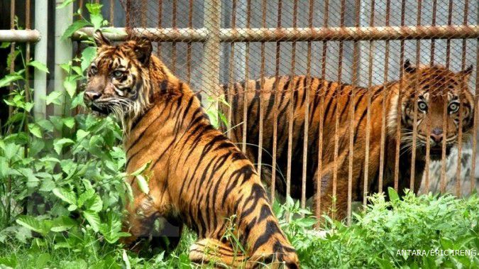 Harimau Sumatra berkeliaran di pemukiman Inhil