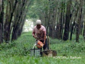 Saham LSIP melaju seiring lonjakan harga karet selama dua hari berturut-turut