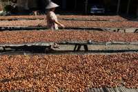 Menguji Jalan Pintas untuk Mengejar Produksi Cokelat