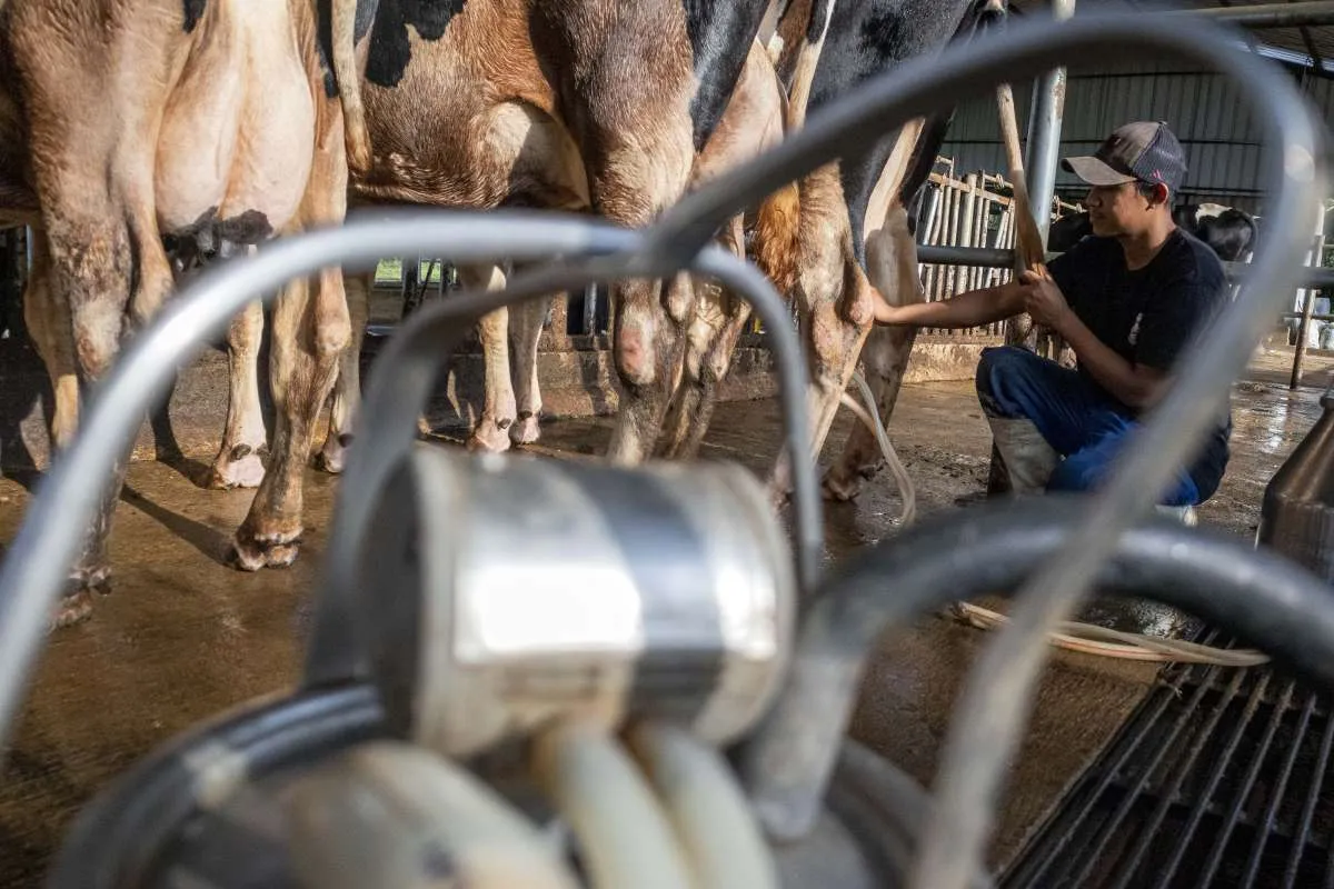 Pasokan Susu di Indonesia Masih Didominasi Impor