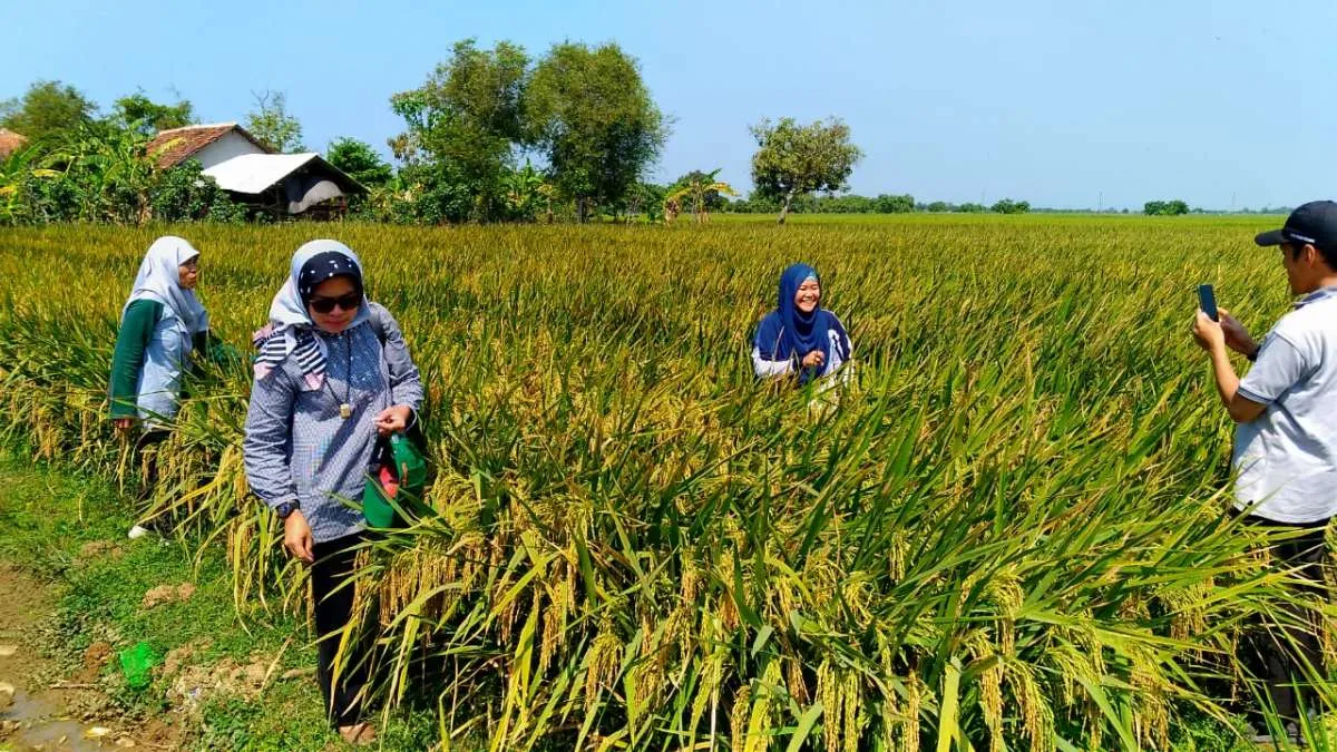 Asosiasi Bank Benih dan Teknologi (AB2TI) perkenalkan varietas unggul padi IF16