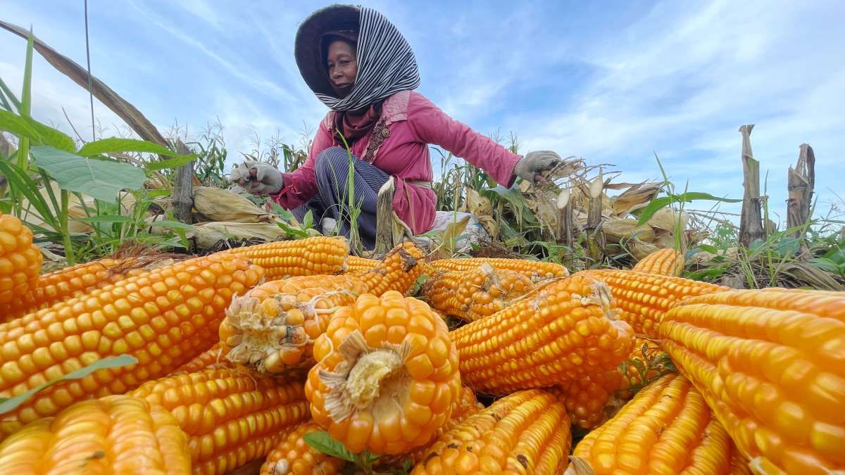 Harga Panen Raya Bikin Petani Puas