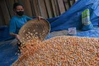 Produksi Jagung Pipilan Diprediksi Naik 1,19 Juta Ton pada Januari-November 2025